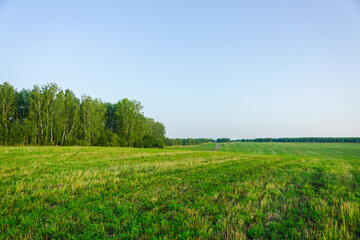 Morning light on the green summer field. Summer landscape.
