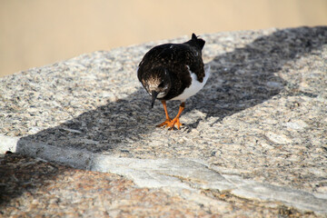 A close up of a Turnstone on the ground