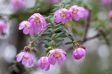 Australian Dog Rose in flower