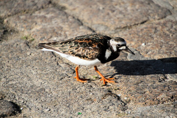 A close up of a Turnstone on the ground