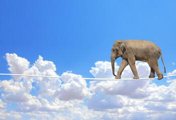 Elephant walking on a rope on the blue sky background