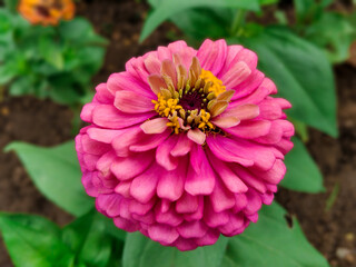 pink dahlia flower