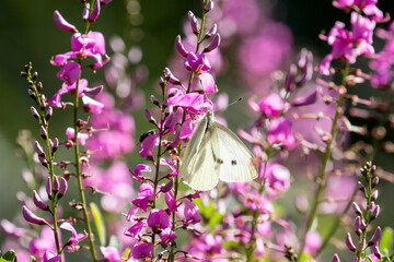Cabbage White Butterfly on pink flowers
