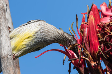 Red Wattle Bird feeding on nectar of the Gymea Lily © Ken Griffiths