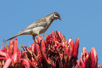 Red Wattle Bird feeding on nectar of the Gymea Lily © Ken Griffiths