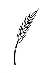 Vector doodle spikelet of wheat isolated on white background