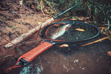 Naklejka premium Grayling in clear river water. Fly fishing and tenkara.