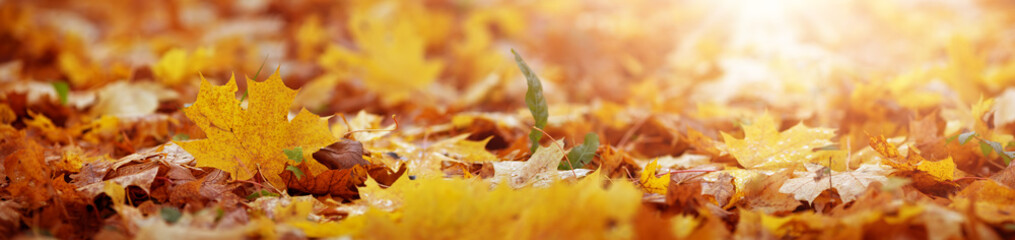 multicolored leaves on the grass in the park