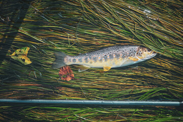 Trout caught in the creek on the fly.