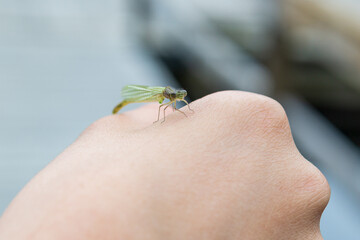 Beautiful little green dragonfly on a hand