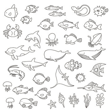 Collection of illustrations of a pretty fish,