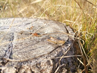 close up of dried fish