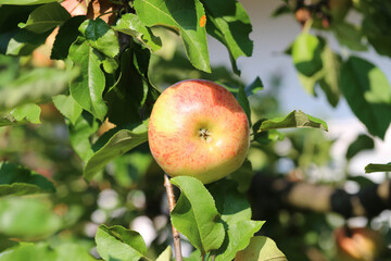 Apfel Topaz