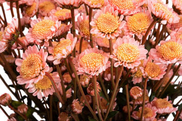 Santini chrysanthemum isolated