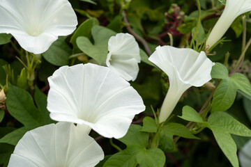 Fototapeta na wymiar 白いアサガオの花／Ipomoea nil