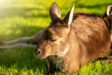 Relaxed kangaroo lying on the grass