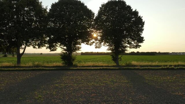 Flug durch die Bäume über ein Feld in den Sonnenuntergang