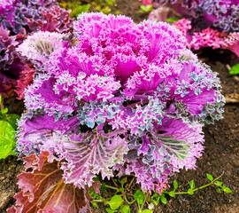 pink flowers