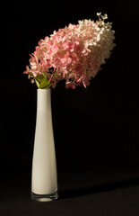 Hydrangea in a vase on a black background
