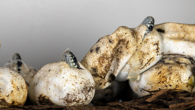 Ein Ringelnattergelege mit 3 schl&uuml;pfenden Schlangen
