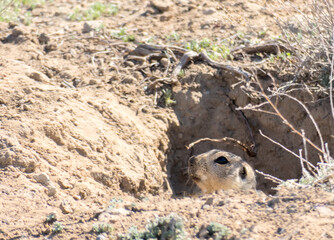A cute marmot cautiously peeps out of its burrow after hibernation, Baikonur, Kazakhstan