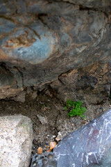 岩の間に生える苔