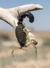 Poisonous scorpion - a dangerous inhabitant of the steppe expanses, Baikonur, Kazakhstan
