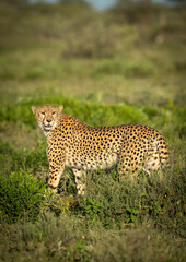 Fototapeta na wymiar Vertical portrait of an adult cheetah standing in green bush in Ndutu in Tanzania