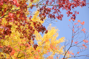 秋らしいモミジ