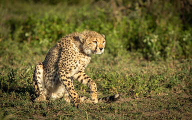 Adult cheetah sitting in green grass in afternoon light in Ndutu in Tanzania