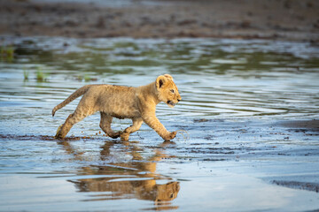 Small lion cub running through water in Ndutu in Tanzania