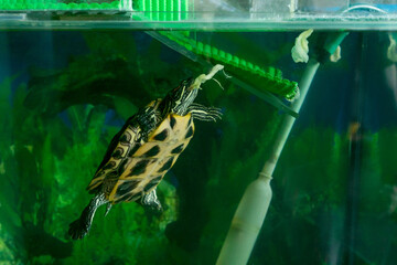 Red Eared Terrapin eat cabbage in aquarium with seaweed.