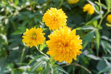 Flowers of the Rudbeckia laciniata Hortensia on a blurred background