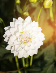 Botanical background of white Dahlia, sunlight, highlights.A place for a space mine.Vertical orientation