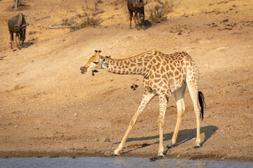 Naklejka na ściany i meble Giraffe standing at edge of river drinking water in Kruger Park in South Africa