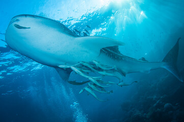 Whale shark swimming in the ocean