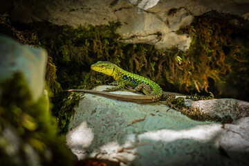 Colorful lizard sitting on a stone with moss and looking forwar
