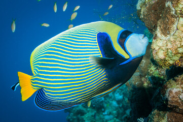 Fototapeta na wymiar Emperor Angel fish with stripes