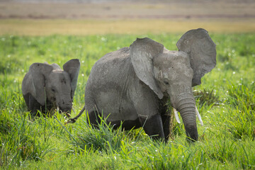 Two young elephants walking through tall green grass eating in Amboseli in Kenya