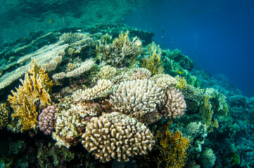 colection of different coral in the Red sea