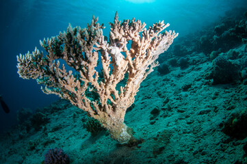 colection of different coral in the Red sea
