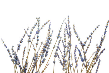 Fototapeta premium Beautiful lavender flowers on white background