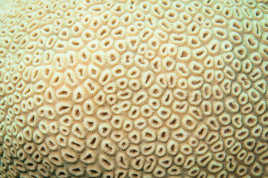 close up for coral polips