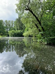 Trees reflection on the surface of the lake