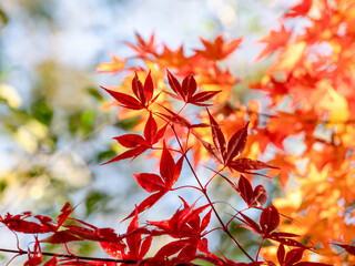 楓　カラフル