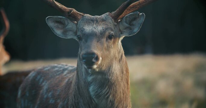 The male spotted deer close-up