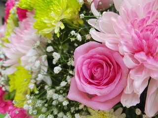 pink and white roses