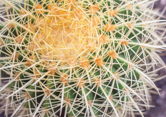 Closeup of Golden Barrel Cactus (Echinocactus grusonii)