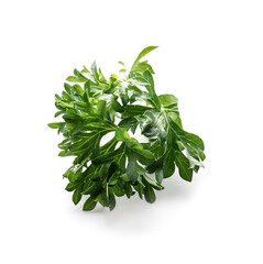 Fresh parsley on white background