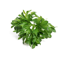 Obraz na płótnie Canvas Fresh parsley on white background